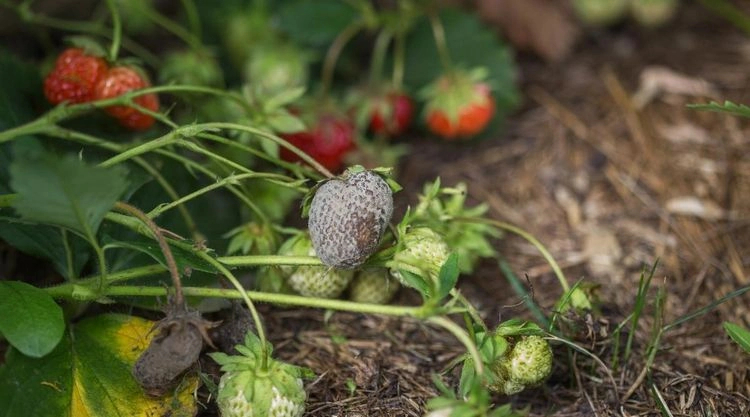 Pflegefehler bei Erdbeeren - kein Abstand zwischen den einzelnen Pflanzen führt zu Krankheiten