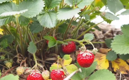 Pflegefehler bei Erdbeeren - um eine reiche Erdbeerernte zu erzielen, sollten Sie diese vermeiden