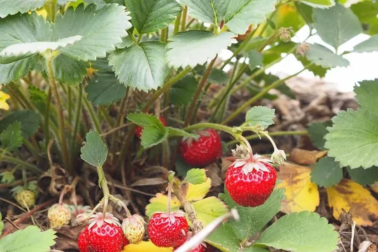 Pflegefehler bei Erdbeeren - um eine reiche Erdbeerernte zu erzielen, sollten Sie diese vermeiden