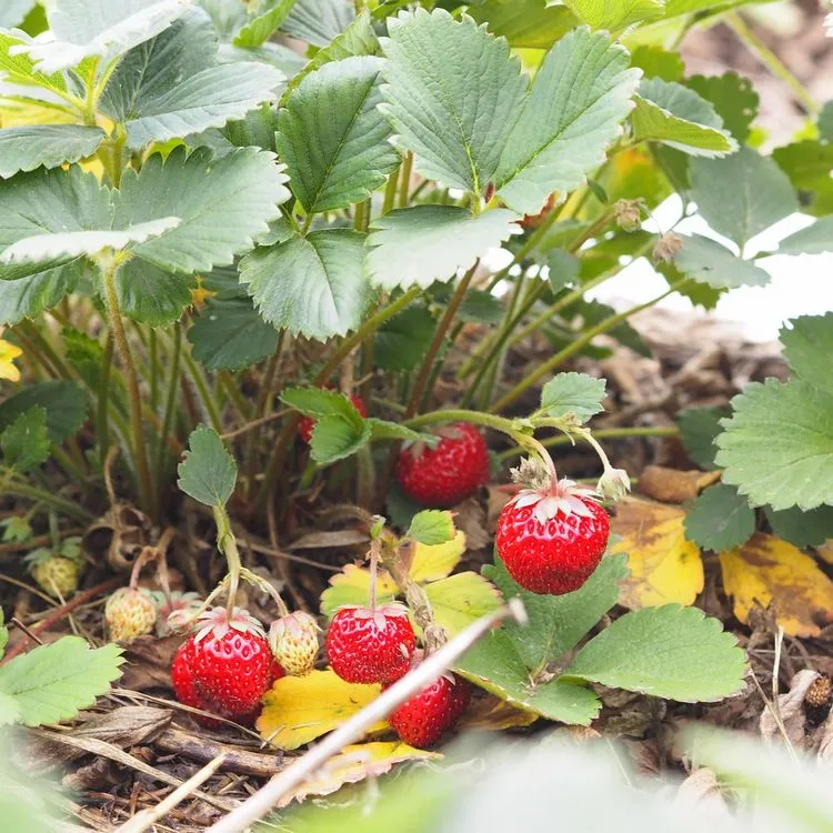Pflegefehler bei Erdbeeren - um eine reiche Erdbeerernte zu erzielen, sollten Sie diese vermeiden