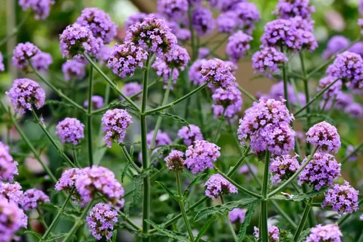 Pflegeleichtes Eisenkraut (Verbena bonariensis) mit zarten, rosa Blüten