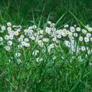 Rasen im Mai nicht mähen, um Wildblumen wachsen zu lassen