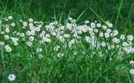 Rasen im Mai nicht mähen, um Wildblumen wachsen zu lassen