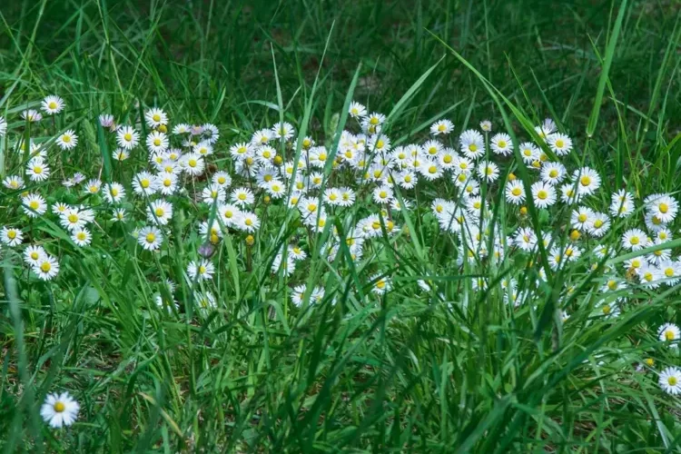 Rasen im Mai nicht mähen, um Wildblumen wachsen zu lassen