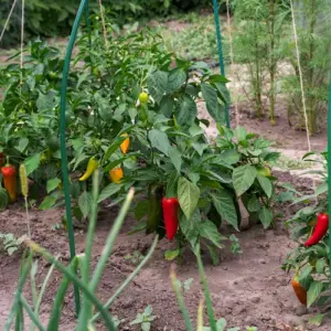 reife-paprikaschoten-im-gemuesebeet-richtig-ernten