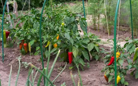 reife-paprikaschoten-im-gemuesebeet-richtig-ernten