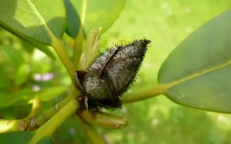 Rhododendron hat schwarze Knospen - wie Sie die Krankheit und die Schädlinge erkennen und bekämpfen können