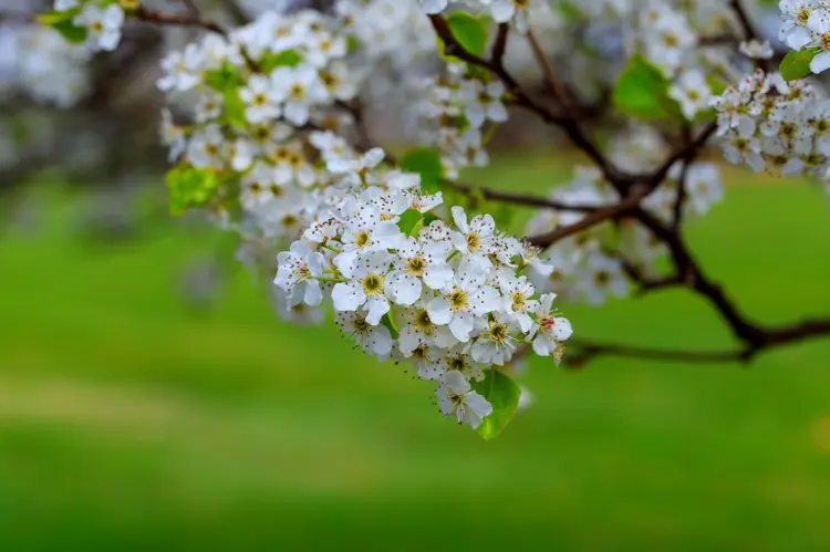 Sauerkirsche (Prunus cerasus) mit geringem Wasserbedarf, weißen Blüten und Früchten