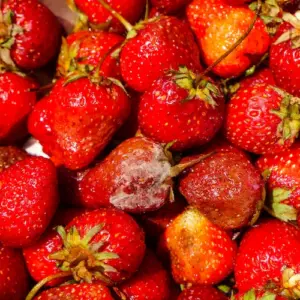 schimmel auf erdbeeren was sind die ursachen, welche maßnahmen treffen