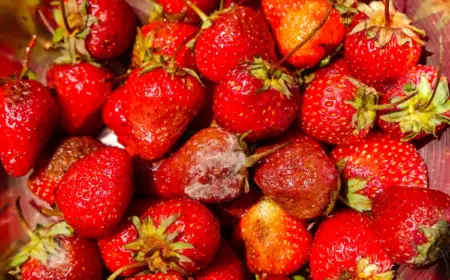 schimmel auf erdbeeren was sind die ursachen, welche maßnahmen treffen