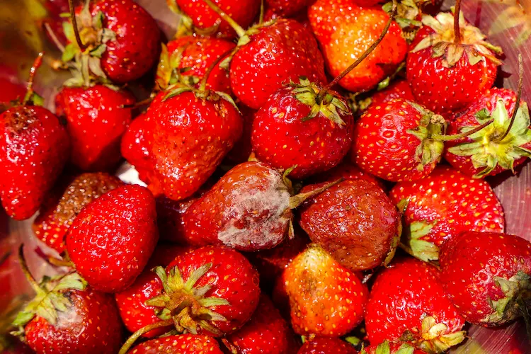 schimmel auf erdbeeren was sind die ursachen, welche maßnahmen treffen