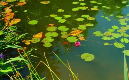 schlechte-bedingungen-und-unregelmaessige-pflege-bewirken-algen-im-teich