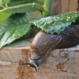 schnecken im garten bekämpfen anleitung (1)