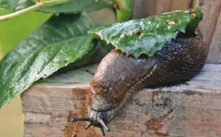 schnecken im garten bekämpfen anleitung (1)