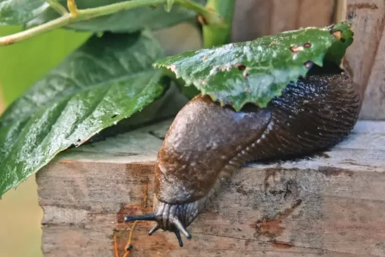 schnecken im garten bekämpfen anleitung (1)