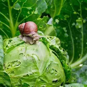 schnecken im garten bekämpfen tipps