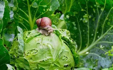 schnecken im garten bekämpfen tipps