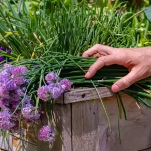 schnittlauch wie blumen pflegen tipps