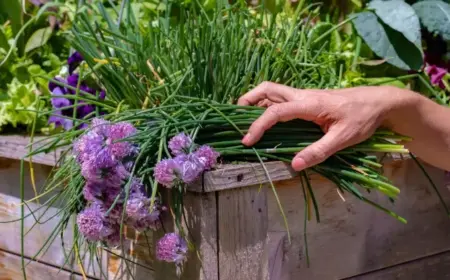 schnittlauch wie blumen pflegen tipps