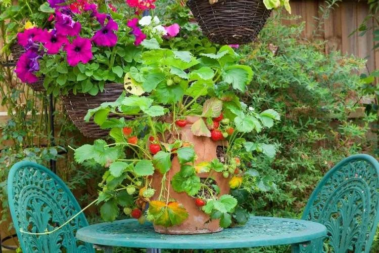 Schöne Gartendeko mit essbaren Pflanzen im Tontopf