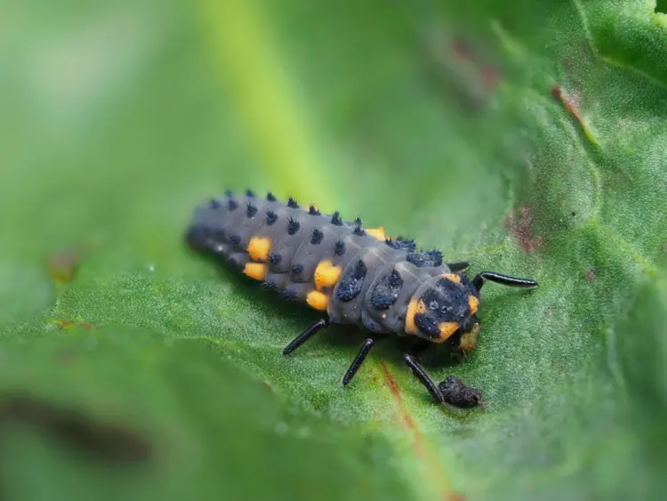 Schwarze Blattläuse bekämpfen mit natürlichen Feinden - Marienkäferlarve oder Schlupfwespe