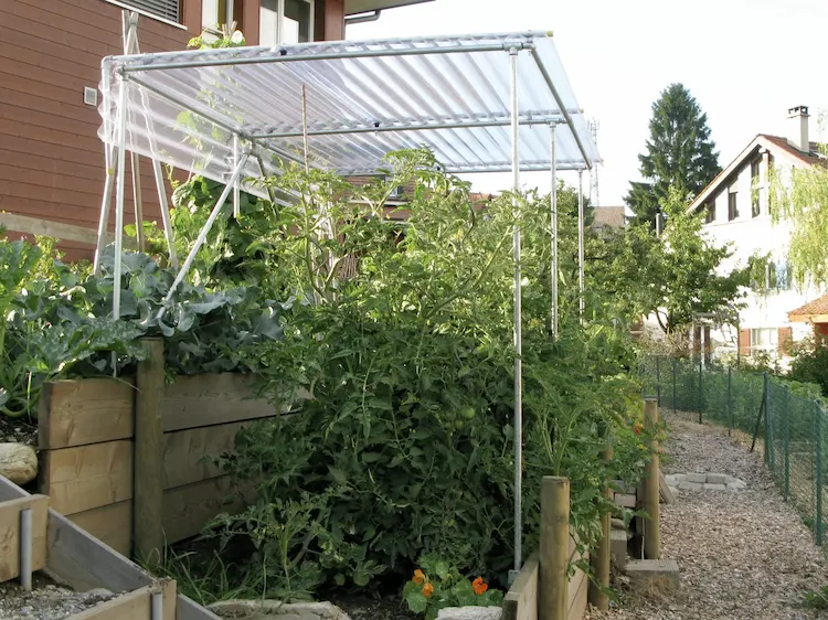 sie können ein tomatendach selber machen, damit sie ihre tomatenpflanzen vor regen schützen