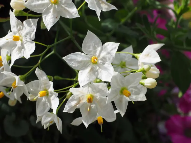 Sommerjasmin (Solanum jasminoides) blüht prächtig in Weiß im Kübel