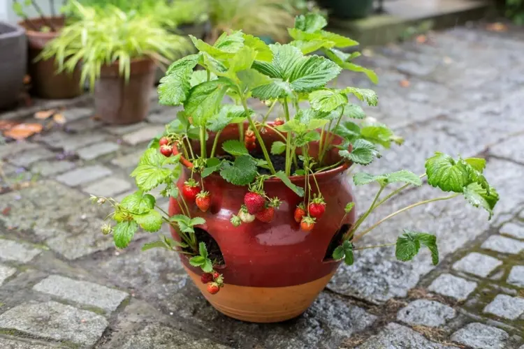 Spezielle Kübel für Erdbeerpflanzen für Boden oder Tisch