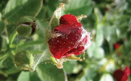 Spinnmilben an Rosen erkennen und mit Hausmitteln bekämpfen