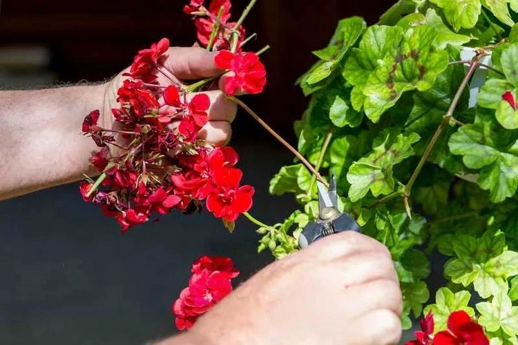 Tipps für schöne Geranien-Blüten - Pflanze schneiden