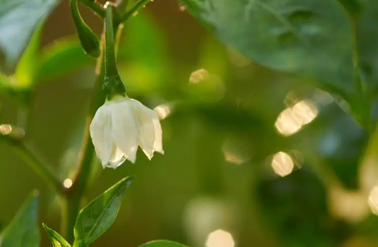 Tipps für das Ausbrechen der Königblüte bei Paprikapflanzen