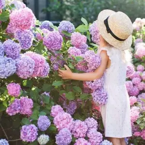 Tipps und Tricks für üppige Hortensienblüte - wie die Pflanze große Blüten bekommt und Sie sie haltbar machen