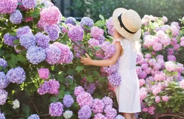 Tipps und Tricks für üppige Hortensienblüte - wie die Pflanze große Blüten bekommt und Sie sie haltbar machen