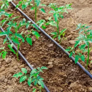 tomaten bewässerung selber bauen 3 einfache diy ideen, damit sie ihre pflanzen richtig gießen