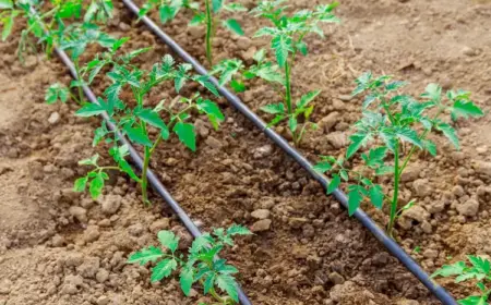 tomaten bewässerung selber bauen 3 einfache diy ideen, damit sie ihre pflanzen richtig gießen