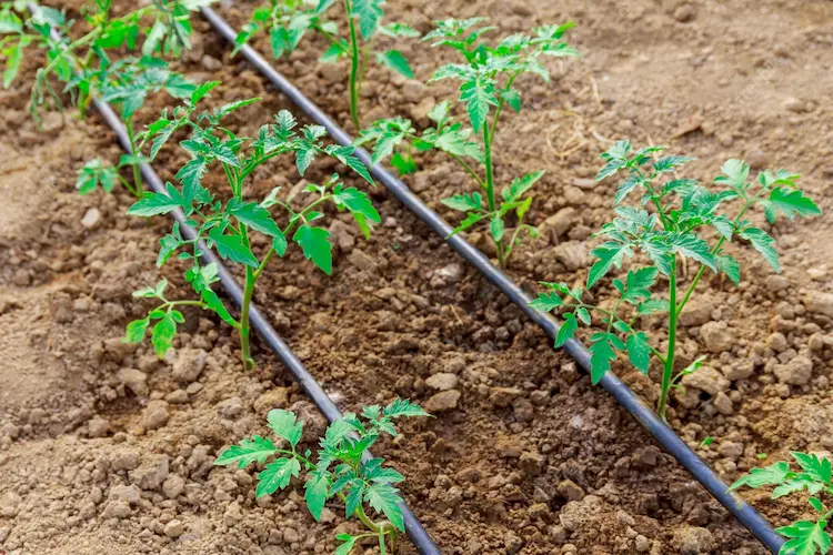 tomaten bewässerung selber bauen 3 einfache diy ideen, damit sie ihre pflanzen richtig gießen
