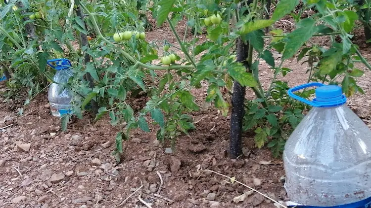 tomaten bewässerung selber bauen mit plastikflasche