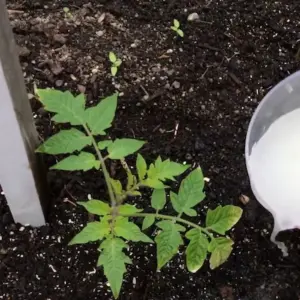 tomaten düngen mit hefe und zucker hinweise zur richtigen ernährung der pflanzen