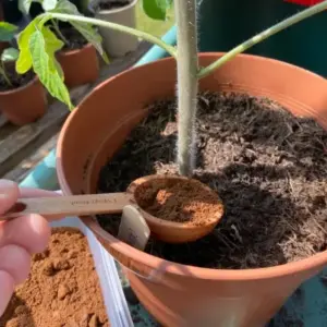 tomaten düngen mit kaffeesatz fruchtreife beschleunigen