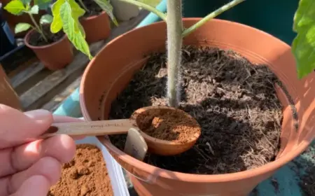 tomaten düngen mit kaffeesatz fruchtreife beschleunigen