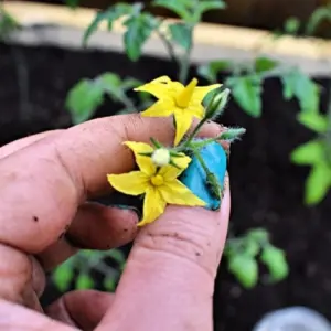 tomaten erste blüte entfernen tipps