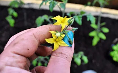 tomaten erste blüte entfernen tipps