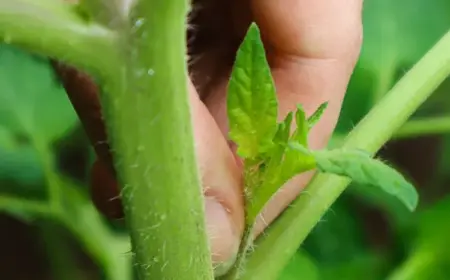 tomaten geiztriebe früh entfernen