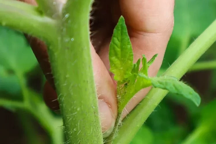 tomaten geiztriebe früh entfernen