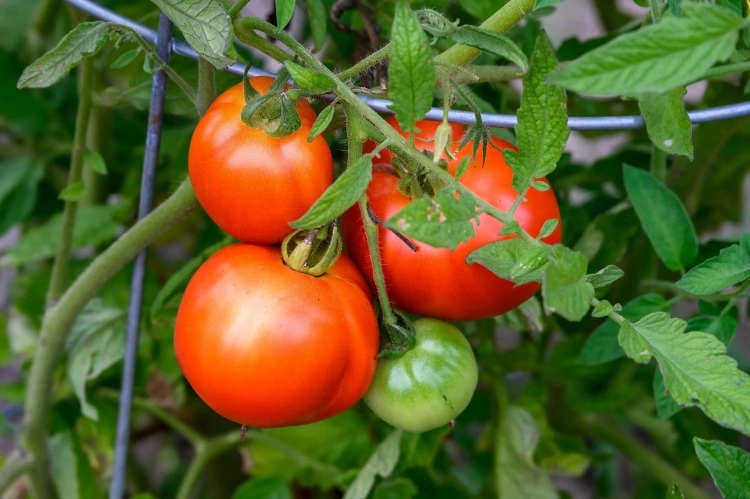 tomaten hochbinden anleitung mit rankgitter (1)