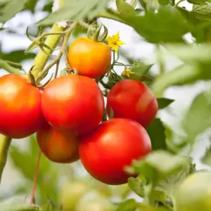 tomaten im gemüsebeet vertragen sich nicht mit