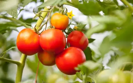 tomaten im gemüsebeet vertragen sich nicht mit