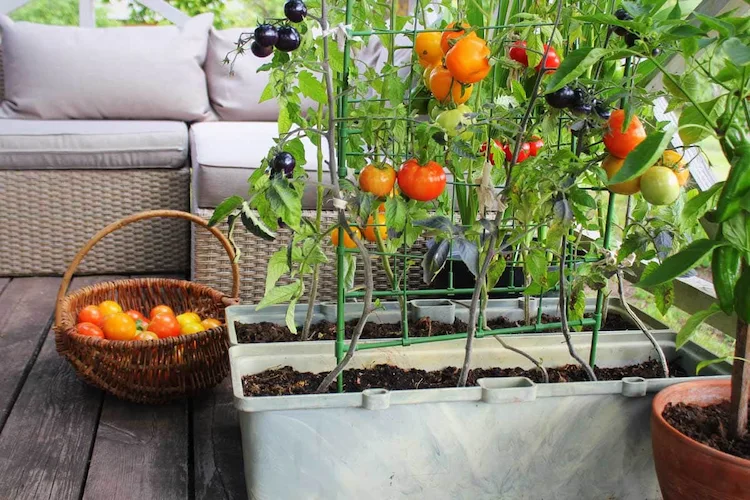tomaten in kübel pflanzen alle wichtigen tipps zum anbau und pflege
