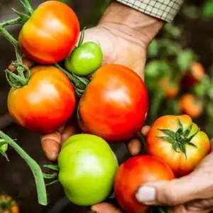 tomaten mit gesteinsmehl als natürlicher dünger verwenden