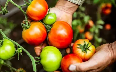 tomaten mit gesteinsmehl als natürlicher dünger verwenden